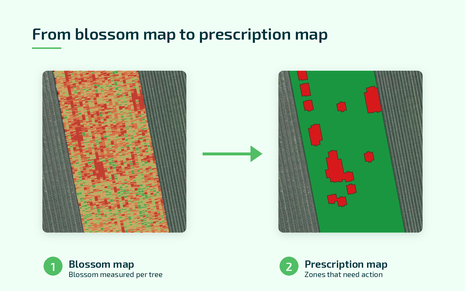 Blossom map showing pear bud weevil hotspots per tree