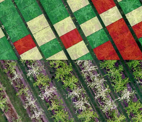 Mapa aplikacyjna na zdjęciu lotniczym rzędów drzew